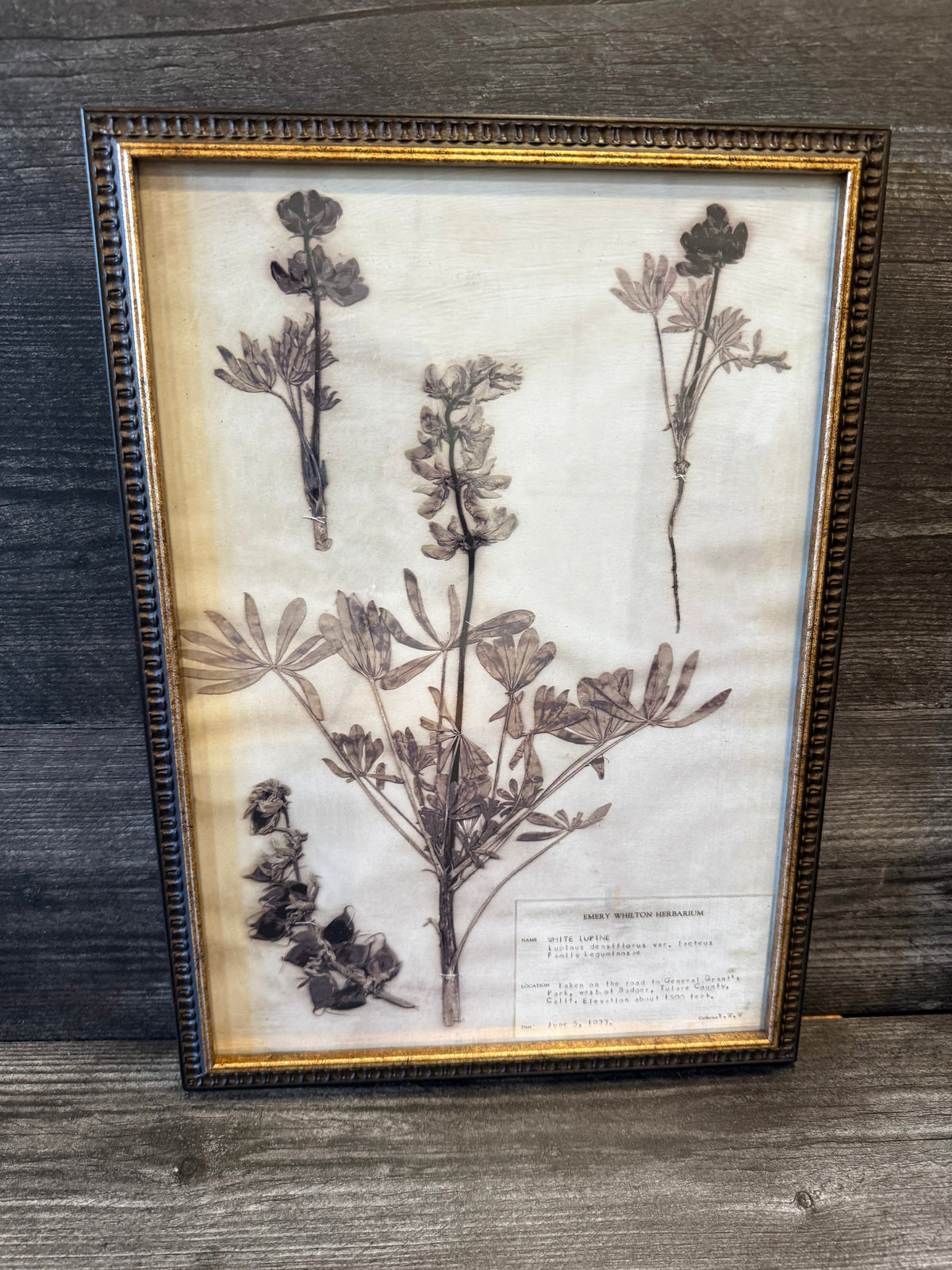 1933 Vintage White Lupine Herbarium Framed Print – Emery Whilton Botanical Art (12" x 16.5")
