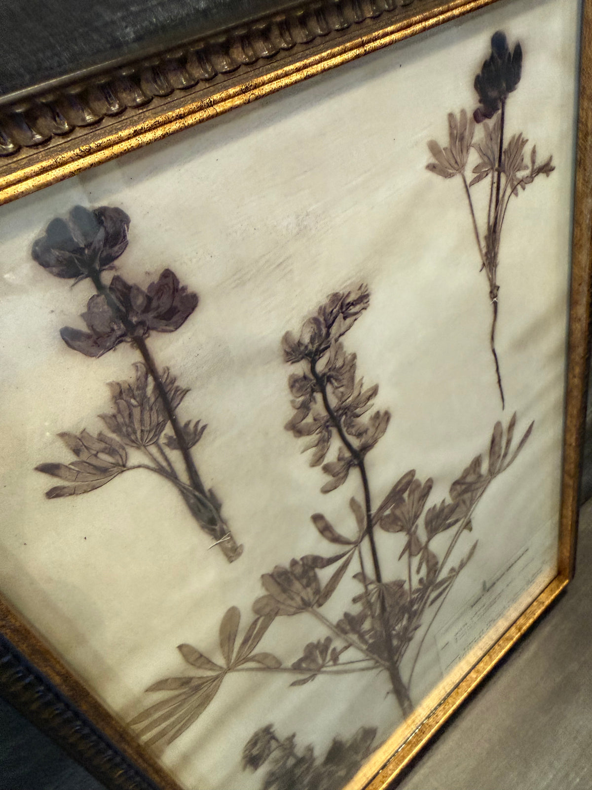 1933 Vintage White Lupine Herbarium Framed Print – Emery Whilton Botanical Art (12" x 16.5")