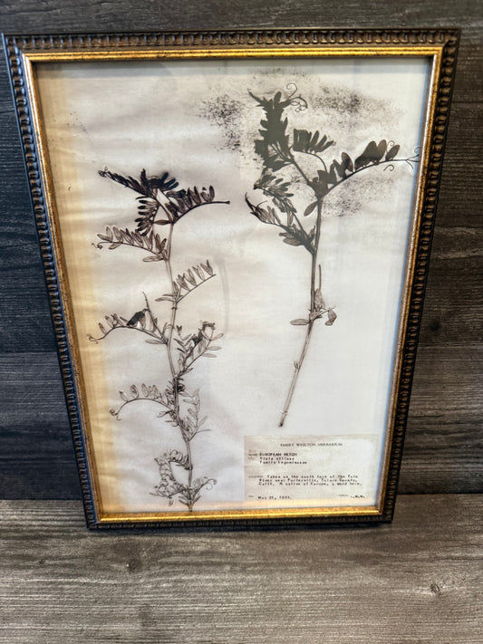 1933 Vintage European Vetch Herbarium Framed Print – Emery Whilton Botanical Art (12" x 16.5")