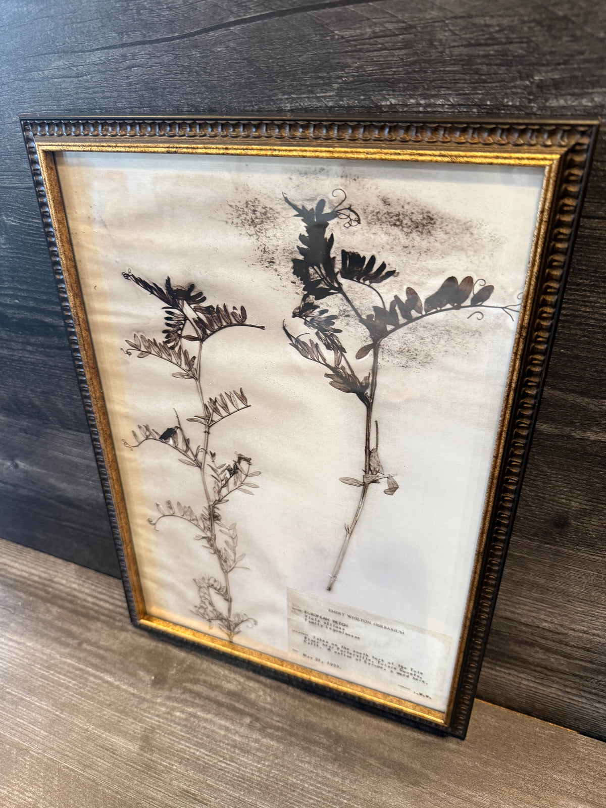 1933 Vintage European Vetch Herbarium Framed Print – Emery Whilton Botanical Art (12" x 16.5")
