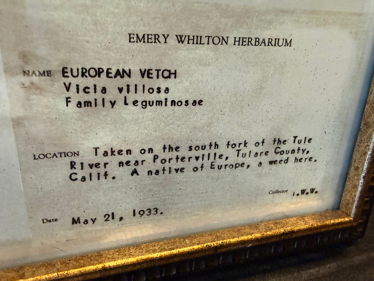 1933 Vintage European Vetch Herbarium Framed Print – Emery Whilton Botanical Art (12" x 16.5")