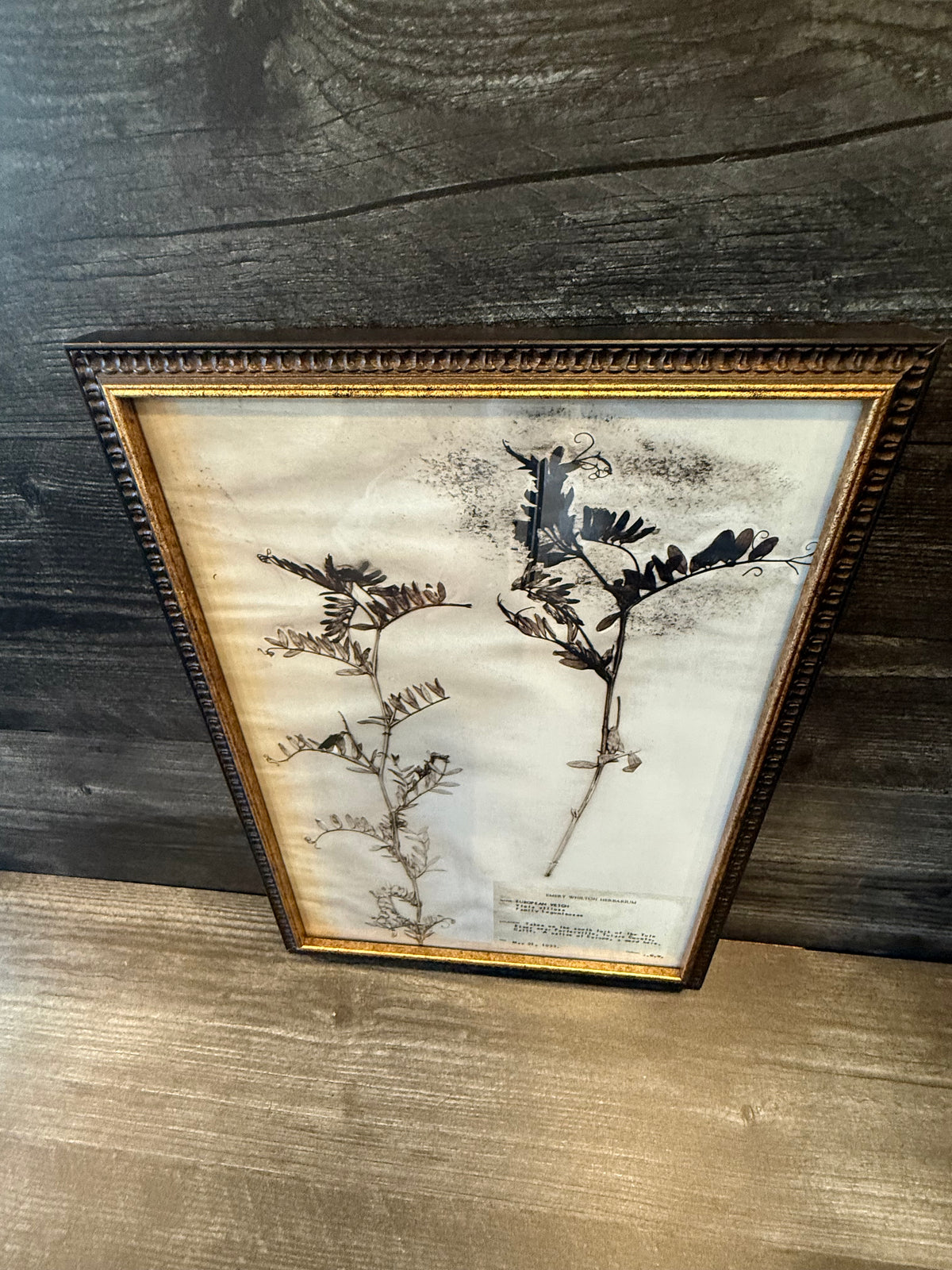 1933 Vintage European Vetch Herbarium Framed Print – Emery Whilton Botanical Art (12" x 16.5")