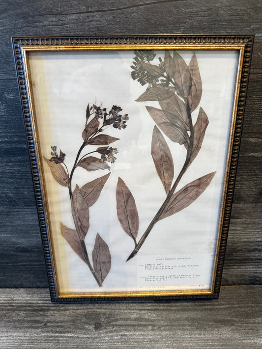 1933 Vintage Languid Lady Herbarium Framed Print – Emery Whilton Botanical Art (12" x 16.5")