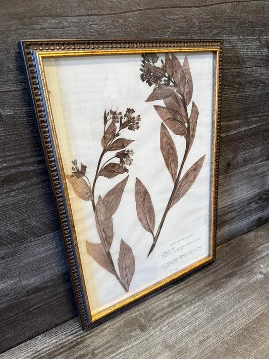 1933 Vintage Languid Lady Herbarium Framed Print – Emery Whilton Botanical Art (12" x 16.5")