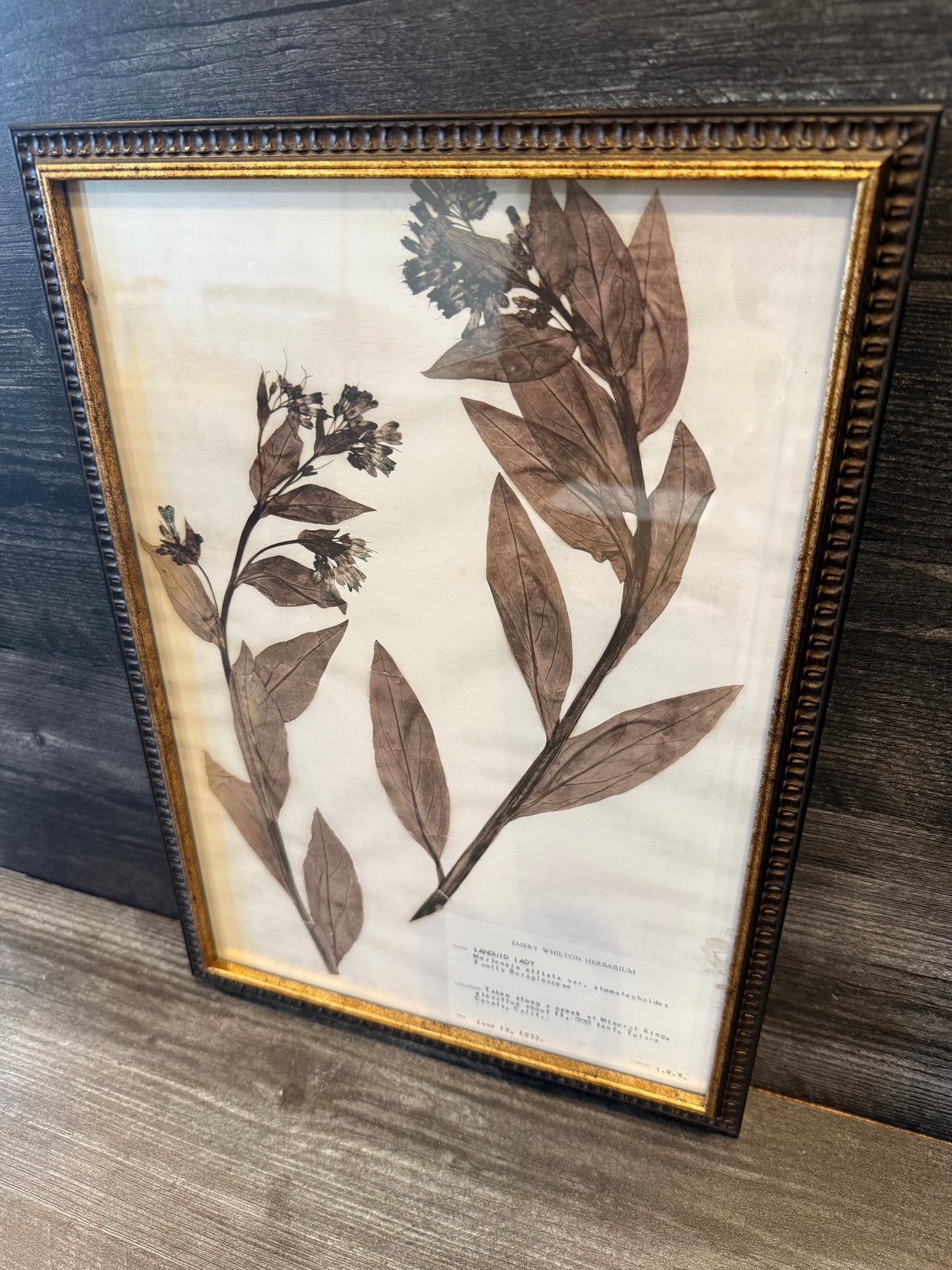 1933 Vintage Languid Lady Herbarium Framed Print – Emery Whilton Botanical Art (12" x 16.5")
