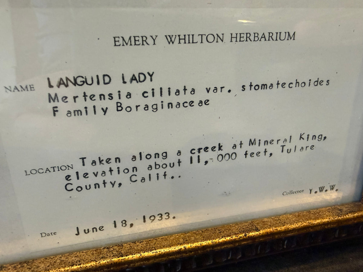 1933 Vintage Languid Lady Herbarium Framed Print – Emery Whilton Botanical Art (12" x 16.5")