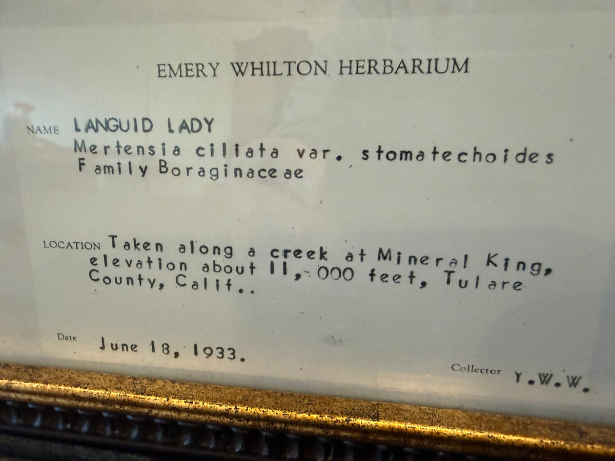 1933 Vintage Languid Lady Herbarium Framed Print – Emery Whilton Botanical Art (12" x 16.5")