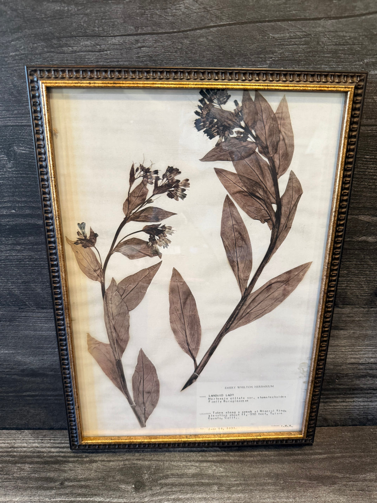 1933 Vintage Languid Lady Herbarium Framed Print – Emery Whilton Botanical Art (12" x 16.5")