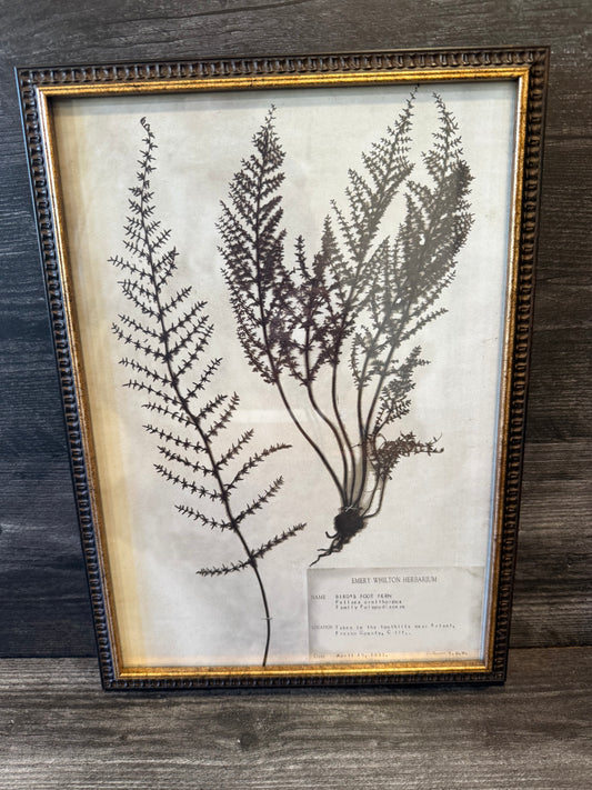 1933 Vintage Bird's Foot Fern Herbarium Framed Print – Emery Whilton Botanical Art (12" x 16.5")
