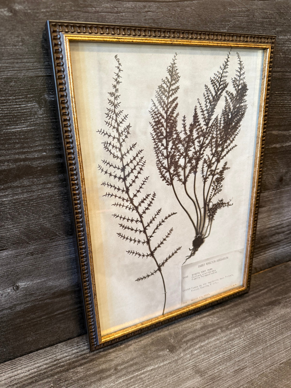 1933 Vintage Bird's Foot Fern Herbarium Framed Print – Emery Whilton Botanical Art (12" x 16.5")