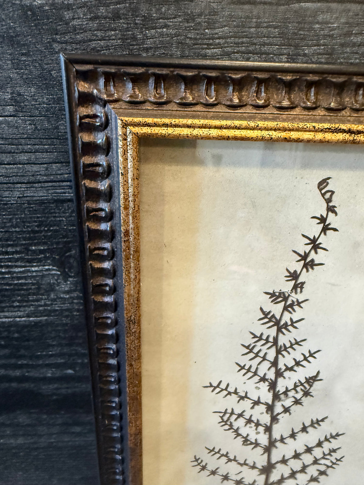 1933 Vintage Bird's Foot Fern Herbarium Framed Print – Emery Whilton Botanical Art (12" x 16.5")