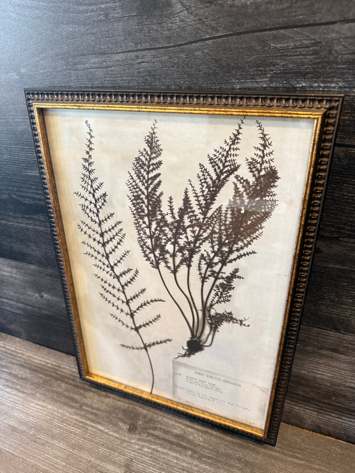 1933 Vintage Bird's Foot Fern Herbarium Framed Print – Emery Whilton Botanical Art (12" x 16.5")
