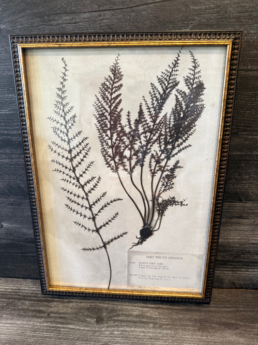 1933 Vintage Bird's Foot Fern Herbarium Framed Print – Emery Whilton Botanical Art (12" x 16.5")