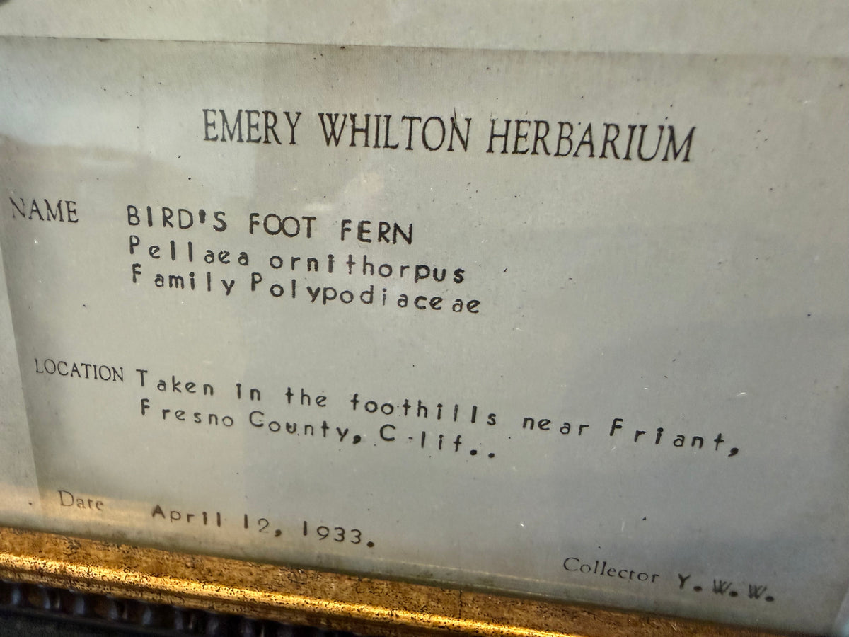 1933 Vintage Bird's Foot Fern Herbarium Framed Print – Emery Whilton Botanical Art (12" x 16.5")