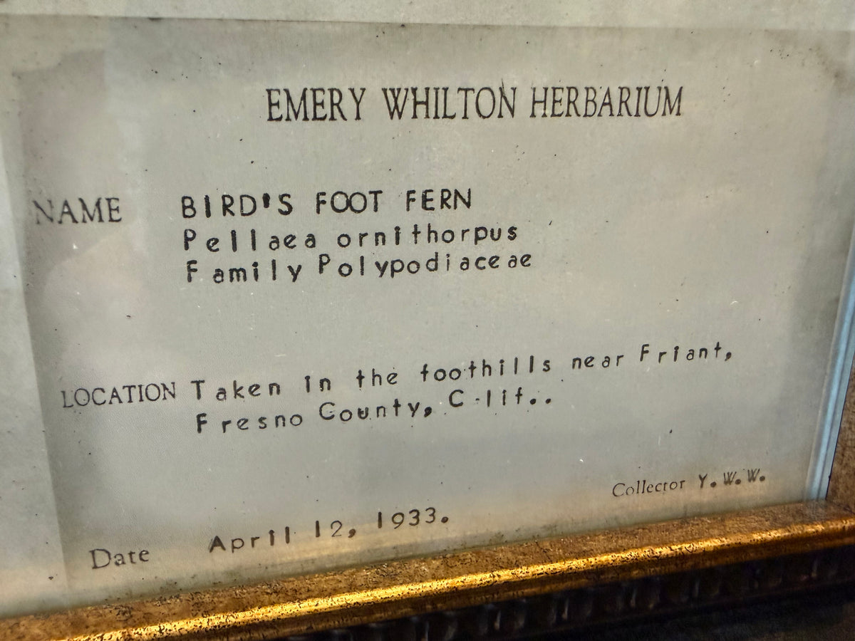 1933 Vintage Bird's Foot Fern Herbarium Framed Print – Emery Whilton Botanical Art (12" x 16.5")